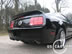 shelby_g_6.jpg (70kb)