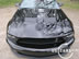 shelby_h_1.jpg (75kb)